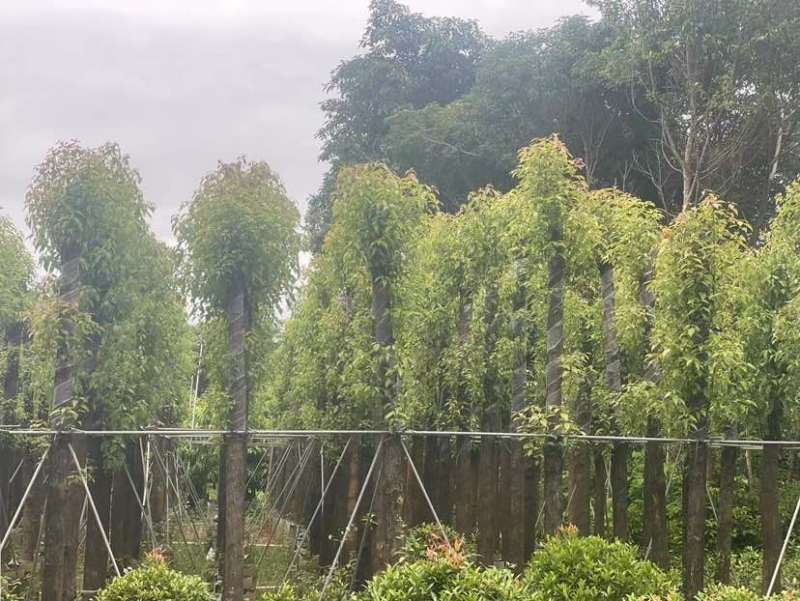 光杆香樟基地直销规格齐全有需要的老板欢迎来电洽谈合作