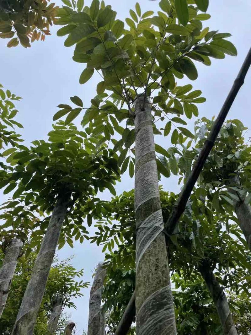 桃花心木基地直销规格齐全有需要的老板欢迎来电洽谈合作