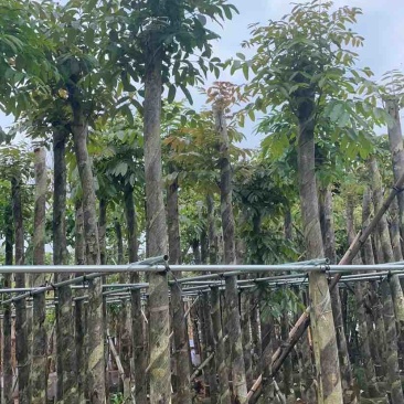 桃花心木基地直销规格齐全有需要的老板欢迎来电洽谈合作