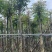 桃花心木基地直销规格齐全有需要的老板欢迎来电洽谈合作