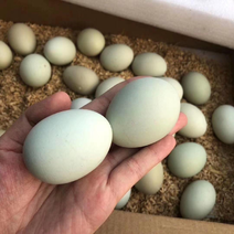 土鸡蛋，粉壳蛋绿壳白壳红壳，各类精品鸡蛋。欢迎咨询