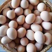 [火爆推荐]精品鸡蛋，白粉红绿，产地直销欢迎咨询