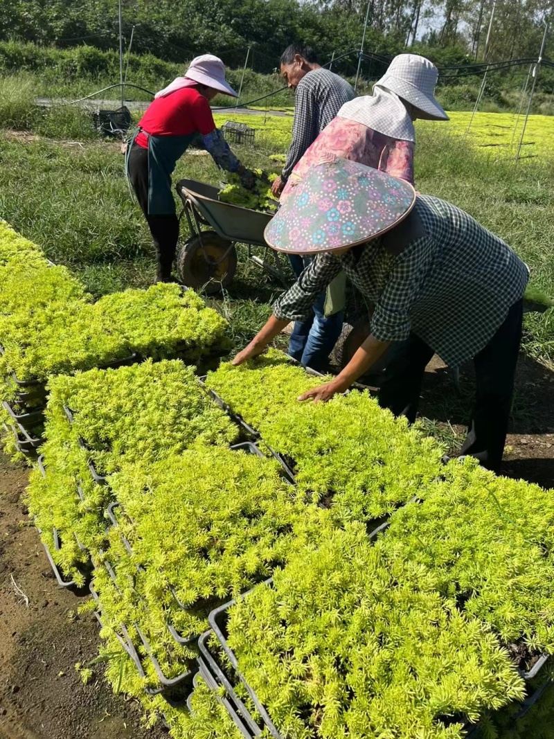 佛甲草