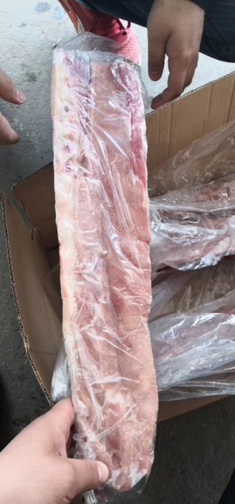国产多肉龙骨大量库存量大从优