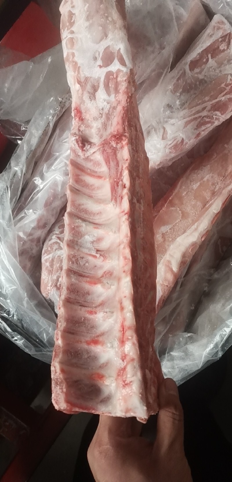国产多肉龙骨大量库存量大从优