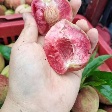 正宗朱砂红，离核桃。