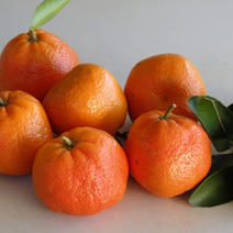 茂谷柑橘子