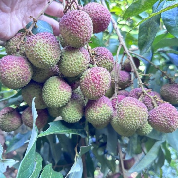 广西钦州灵山妃子笑荔枝批发供应商超批发市场