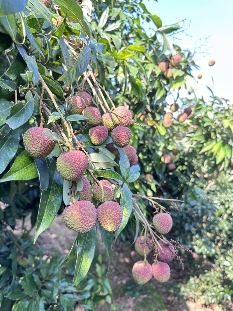 广西钦州灵山妃子笑荔枝批发供应商超批发市场