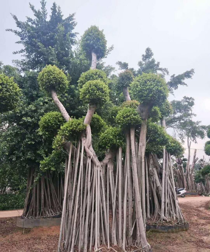 几千棵造景榕树小叶榕，直径几十公分，各类造型，大气美观