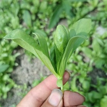 大叶茼蒿菜，每日现摘，品质保证。有需要请提前我。