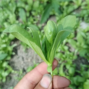 大叶茼蒿菜，每日现摘，品质保证。有需要请提前联系我。