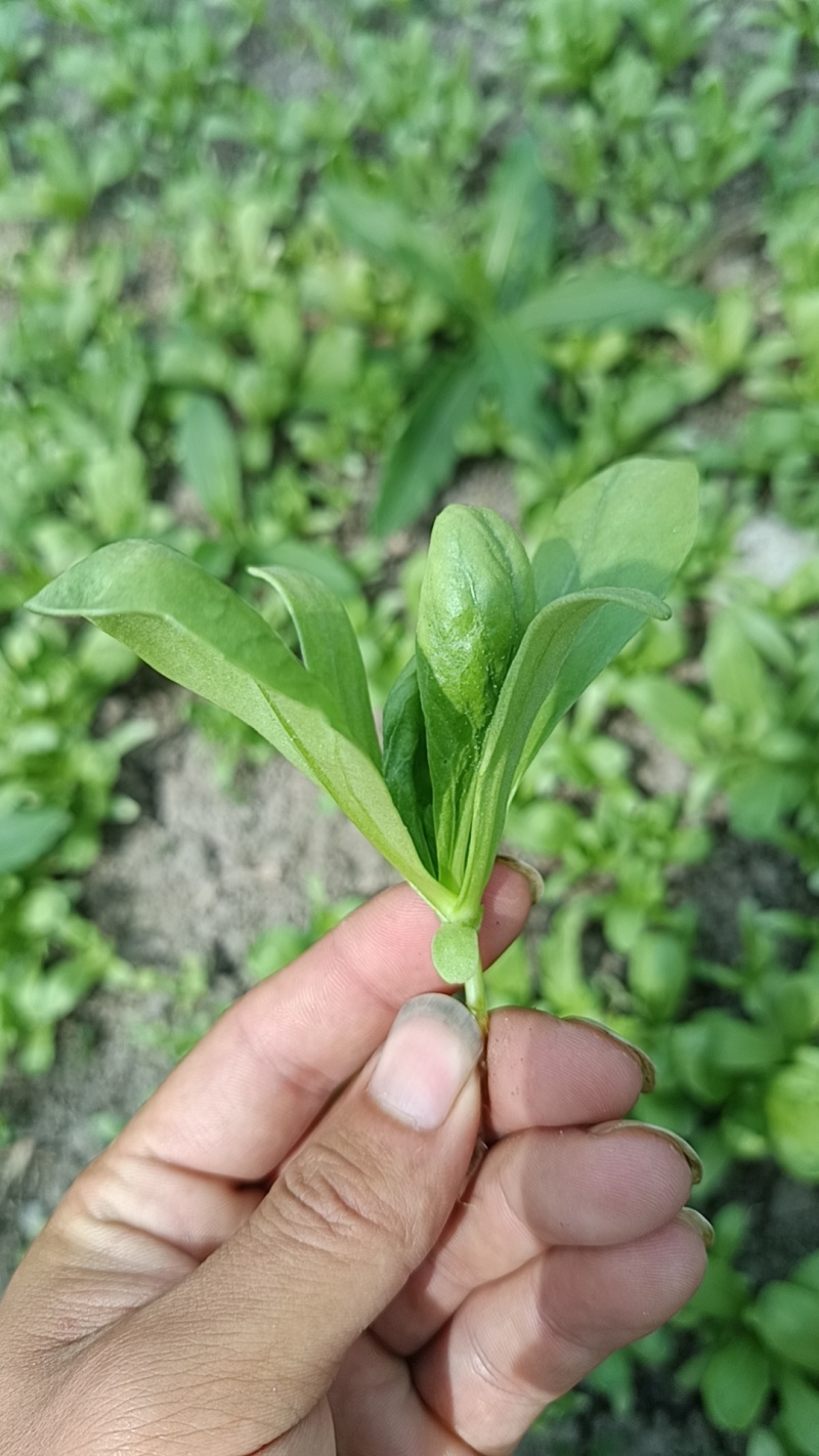 大叶茼蒿菜，每日现摘，品质保证。有需要请提前联系我。