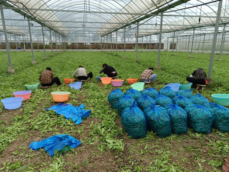 大叶茼蒿菜，每日现摘，品质保证。有需要请提前联系我。