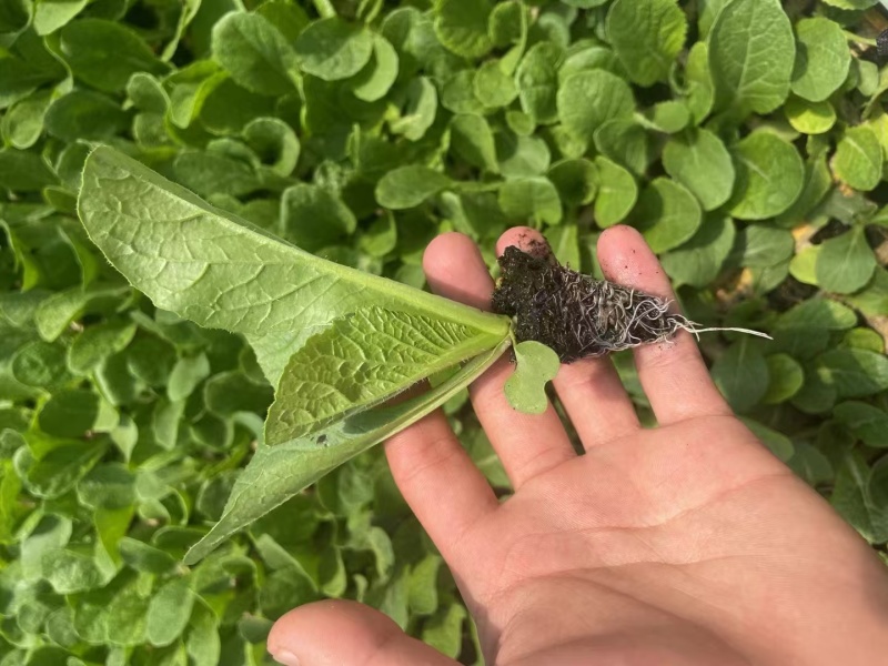 白菜苗大量上市基地直供技术指导包存活率量大从优