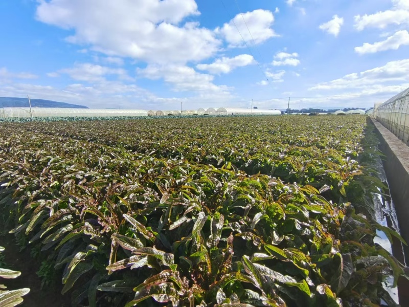 莴笋苗大量有货基地直供一手货源技术指导量大从优