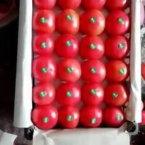 硬粉西红柿大量上市中