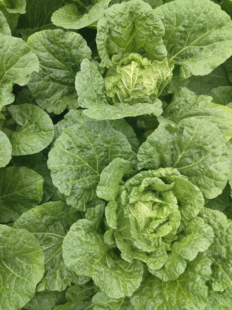 贵州高山精品大白菜