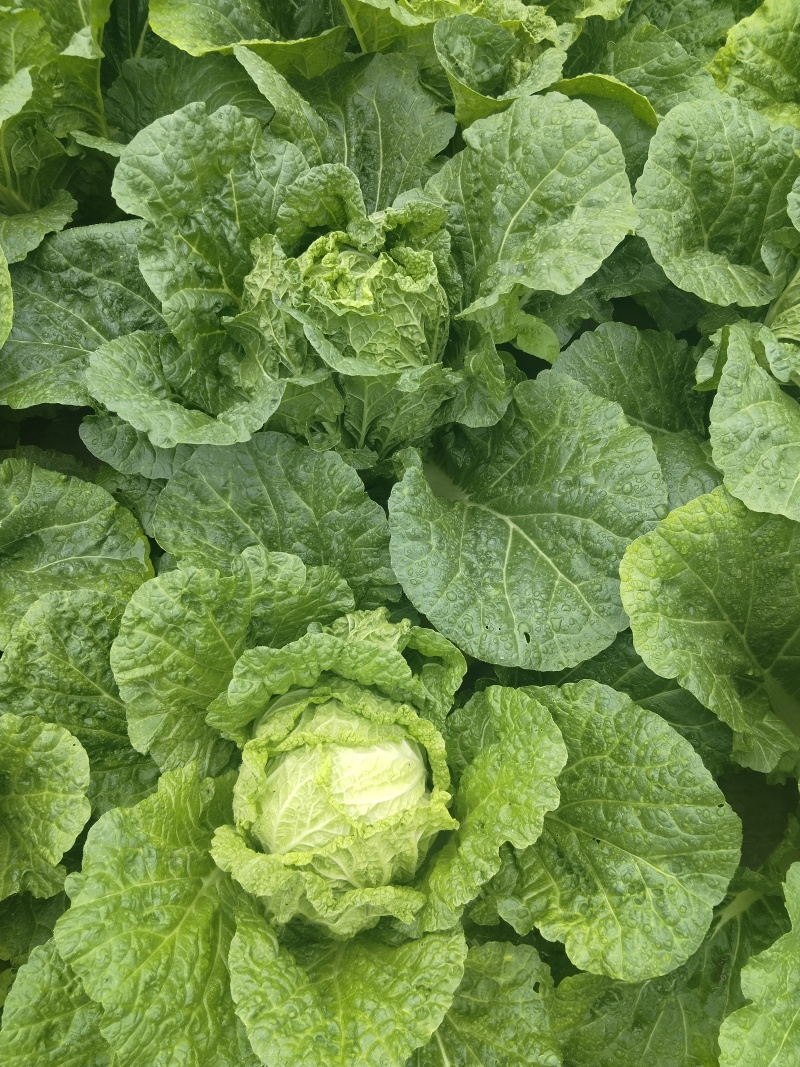 贵州高山精品大白菜