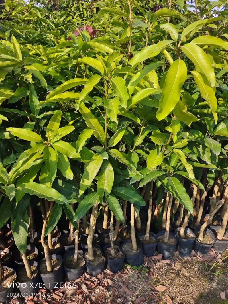 芒果树截杆袋苗种苗直生苗大量现货供应