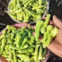野山泡椒需要的联系价格美丽量大从优