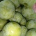 青脆李