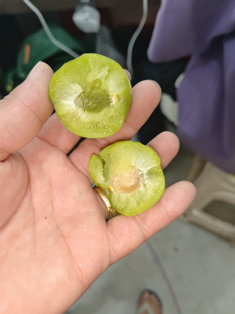 青脆李