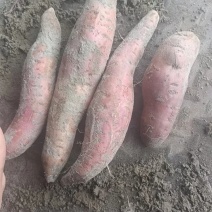 精品薯