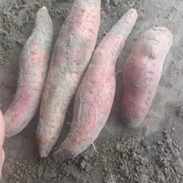 精品薯