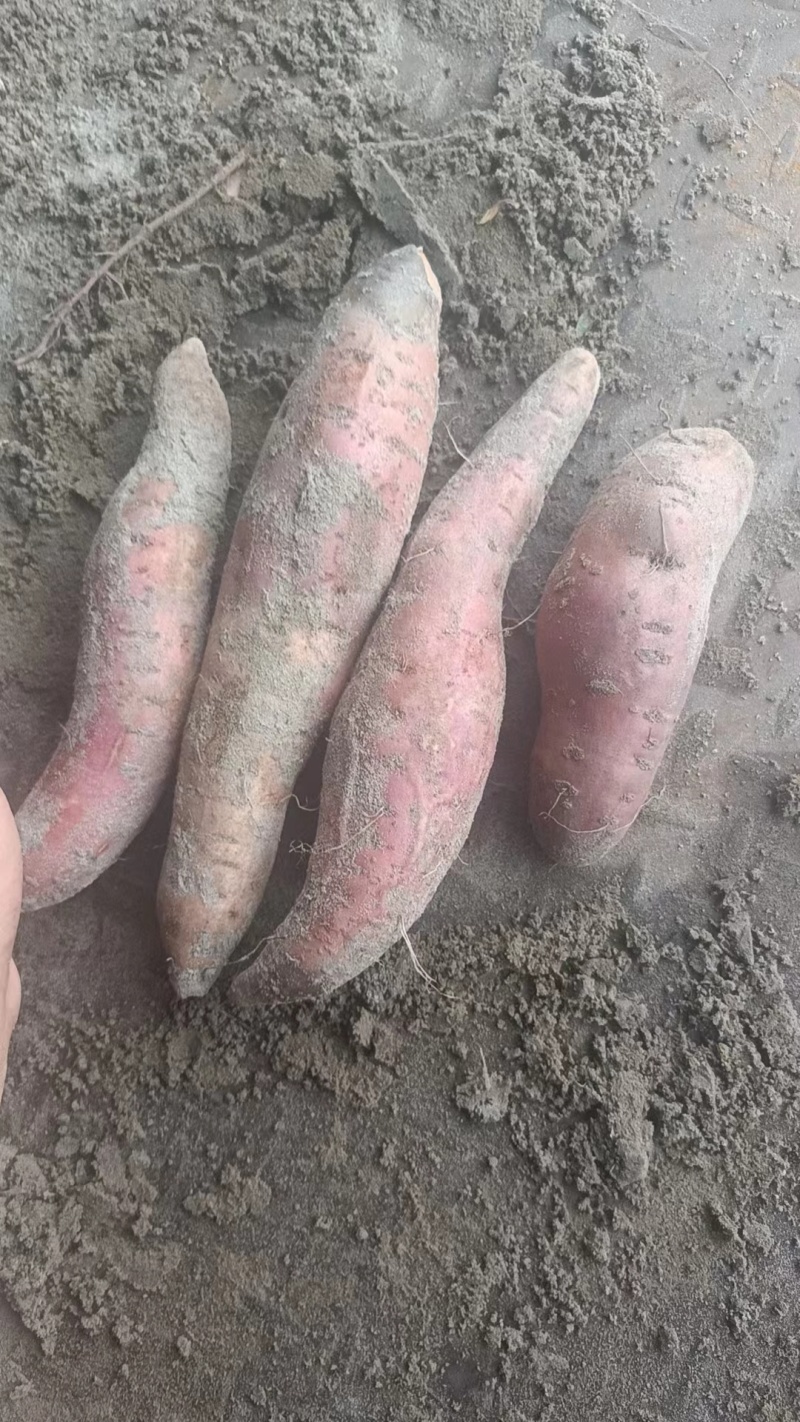 精品薯
