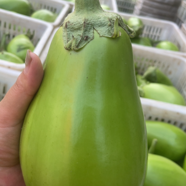青茄（不发白，无坏果）新青茄/大棚青茄/