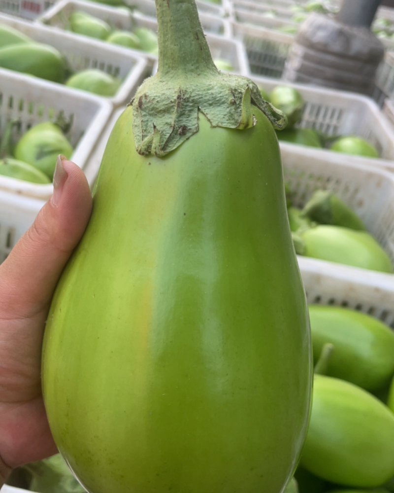 青茄（不发白，无坏果）新青茄/大棚青茄/