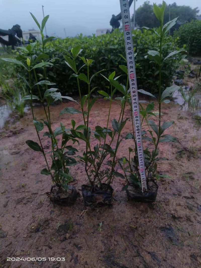 玫瑰栀子花小袋中袋基地直销质量优质有需要的老板欢迎来电