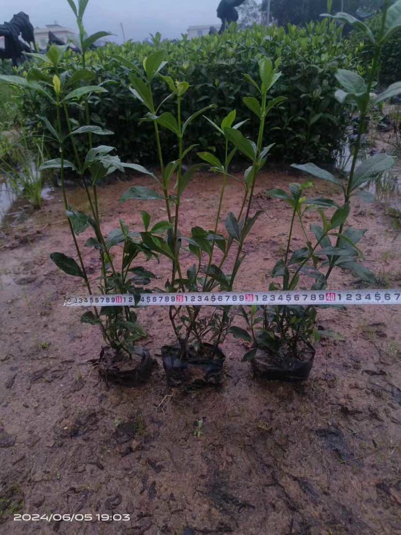 玫瑰栀子花小袋中袋基地直销质量优质有需要的老板欢迎来电