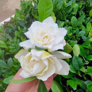 玫瑰栀子花小袋中袋基地直销质量优质有需要的老板欢迎来电