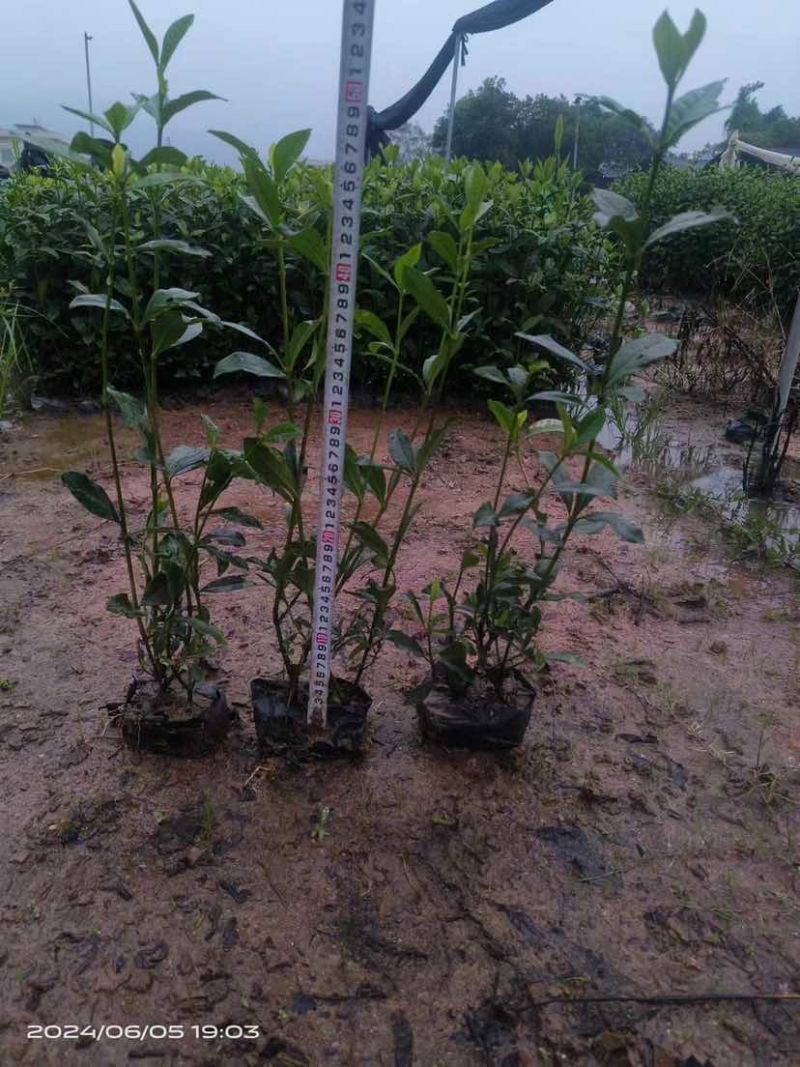 玫瑰栀子花小袋中袋基地直销质量优质有需要的老板欢迎来电