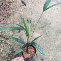 大叶小叶棕竹小袋中袋基地直销质量优质有需要的老板欢迎来电