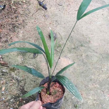 大叶小叶棕竹小袋中袋基地直销质量优质有需要的老板欢迎来电