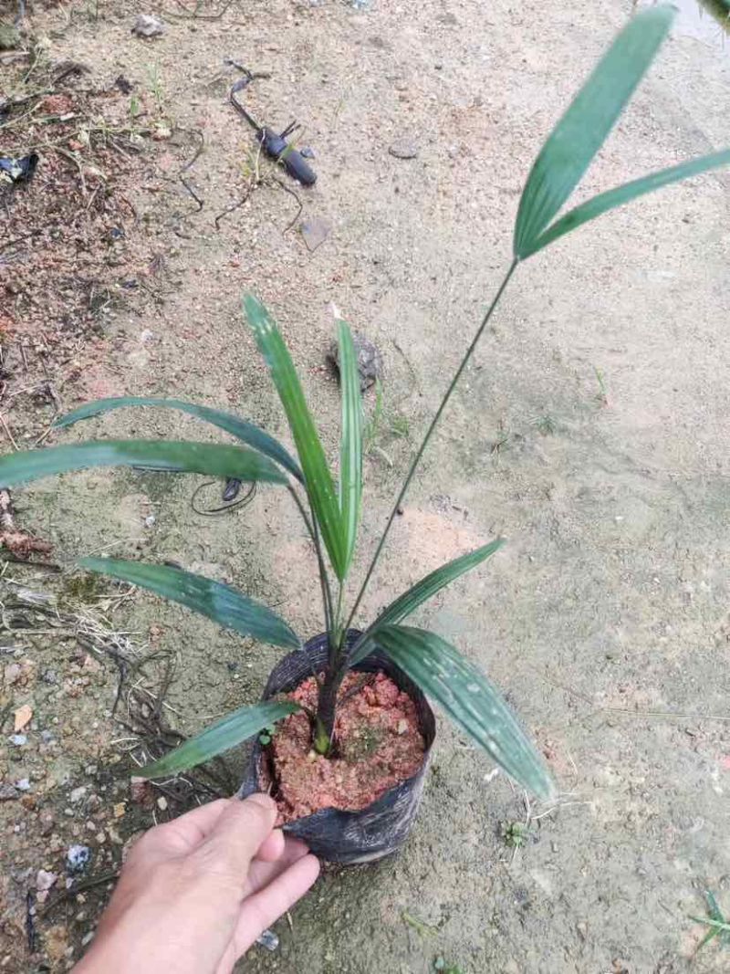 大叶小叶棕竹小袋中袋基地直销质量优质有需要的老板欢迎来电
