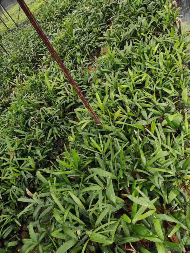 大叶小叶棕竹小袋中袋基地直销质量优质有需要的老板欢迎来电