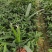 大叶小叶棕竹小袋中袋基地直销质量优质有需要的老板欢迎来电