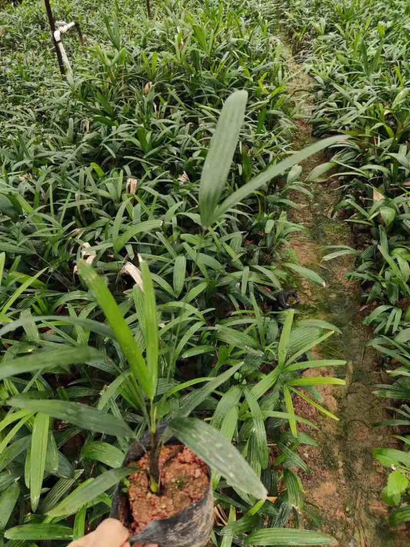 大叶小叶棕竹小袋中袋基地直销质量优质有需要的老板欢迎来电
