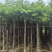 黄花梨树基地直销规格齐全有需要的老板欢迎来电洽谈合作