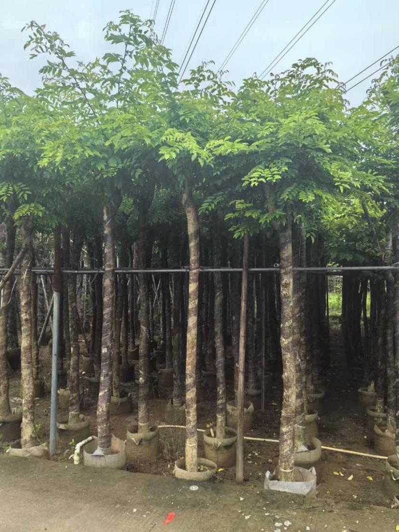 黄花梨树基地直销规格齐全有需要的老板欢迎来电洽谈合作