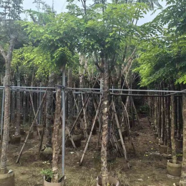 黄花梨树基地直销规格齐全有需要的老板欢迎来电洽谈合作