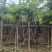 黄花梨树基地直销规格齐全有需要的老板欢迎来电洽谈合作