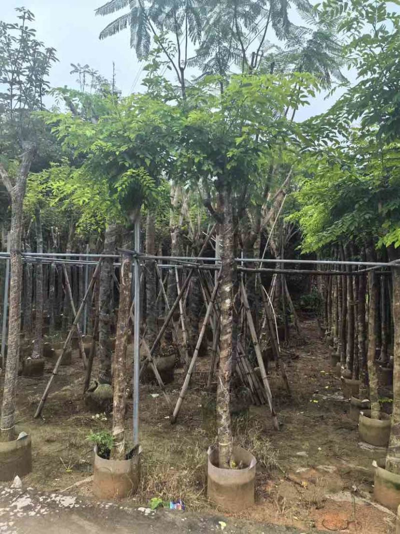 黄花梨树基地直销规格齐全有需要的老板欢迎来电洽谈合作