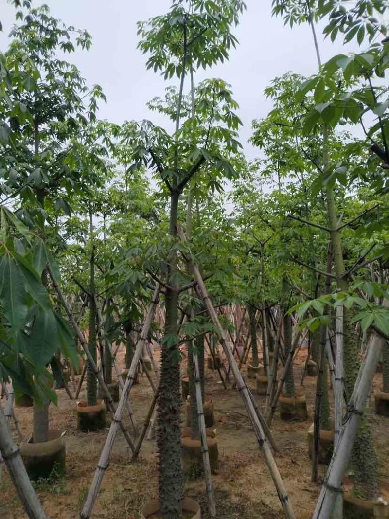 美丽异木棉基地直销规格齐全有需要的老板欢迎来电洽谈合作