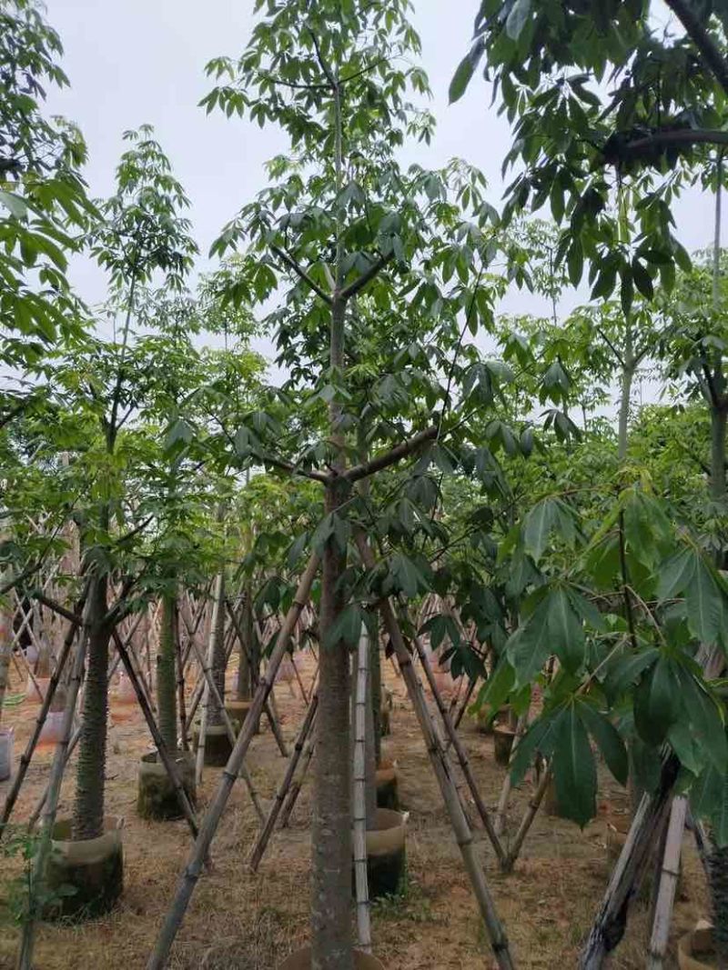美丽异木棉基地直销规格齐全有需要的老板欢迎来电洽谈合作