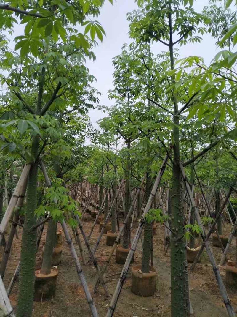 美丽异木棉基地直销规格齐全有需要的老板欢迎来电洽谈合作